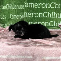 Angel Long Coat, a female Chihuahua for sale in Spiro, OK – Photo 5 of 10