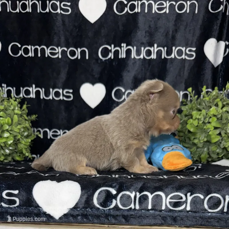 Tofu Lavender LC – Chihuahua puppy for sale in Spiro, OK