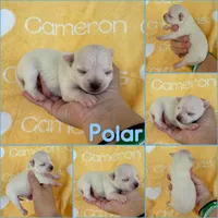 Polar SC White, a male Chihuahua for sale in Spiro, OK – 8 of 9