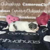 Bliss Blue Long Coat AKC ACA, a female Chihuahua for sale in Spiro, OK – 3 of 10