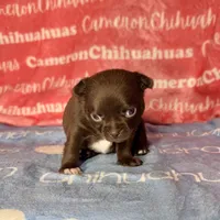 Shoko Short Coat Chocolate , a female Chihuahua for sale in Spiro, OK – 6 of 6