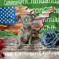 Liberty Tiny Lavender Short Coat, a female Chihuahua for sale in Spiro, OK – 2 of 10