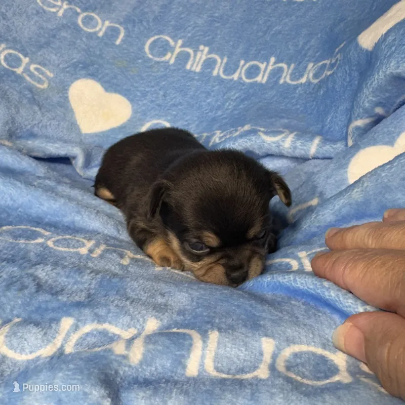Jed Short Coat  – Chihuahua puppy for sale in Spiro, OK