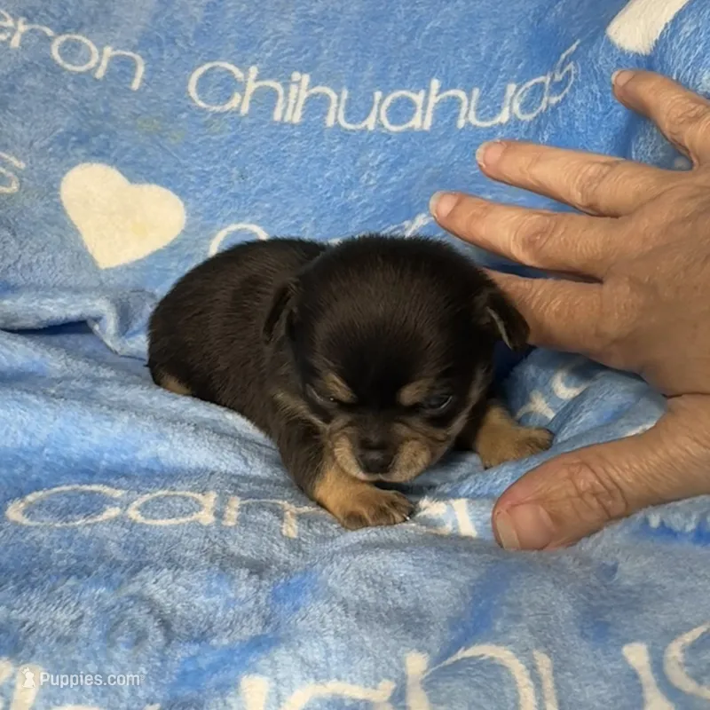 Jed Short Coat  – Chihuahua puppy for sale in Spiro, OK
