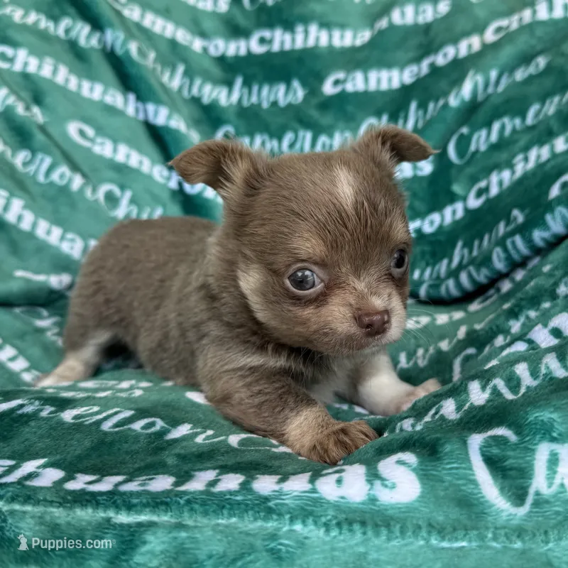 Aspen Long Coat Lavender  – Chihuahua puppy for sale in Spiro, OK