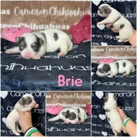 Brie Blue Long coat , a female Chihuahua for sale in Spiro, OK – 9 of 10