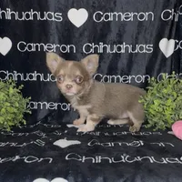 Aspen Long Coat Lavender , a female Chihuahua for sale in Spiro, OK – 5 of 9