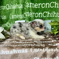 Drysdale Flashy Merle, a male Chihuahua for sale in Spiro, OK – 4 of 10