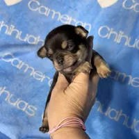 Jed Short Coat , a male Chihuahua for sale in Spiro, OK – 3 of 9