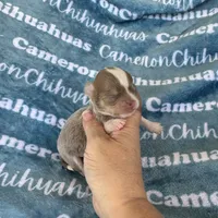 Thumper Micro Long Coat Lavender , a male Chihuahua for sale in Spiro, OK – 5 of 6