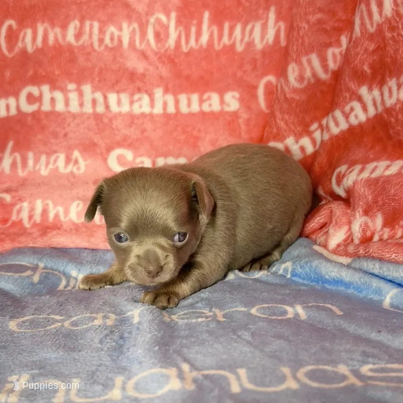 Cannoli Short Coat Lavender – Chihuahua puppy for sale in Spiro, OK