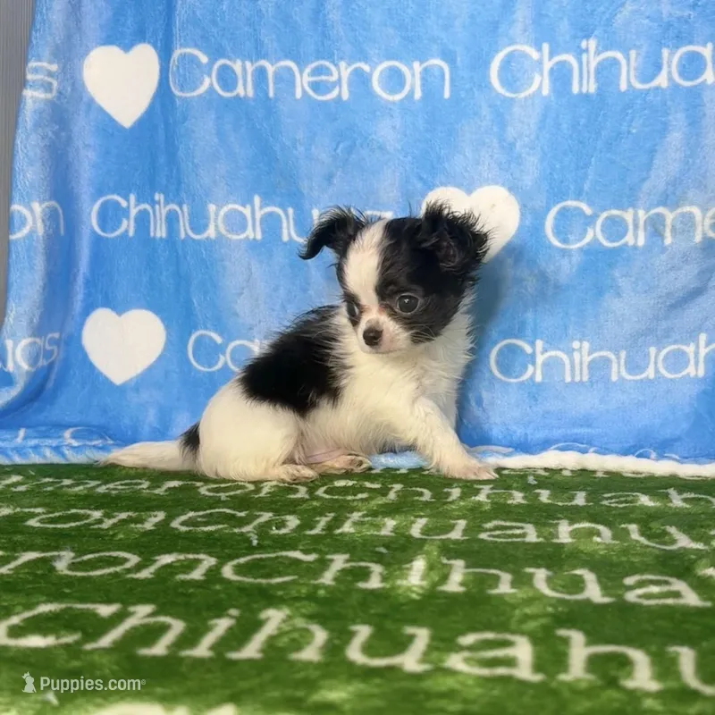 Axel Tiny Long Coat – Chihuahua puppy for sale in Spiro, OK