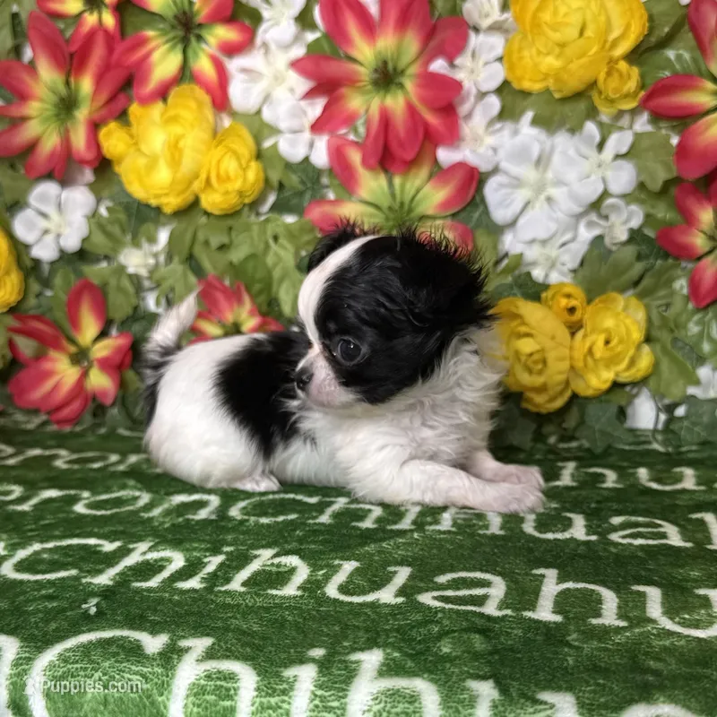 Axel Tiny Long Coat – Chihuahua puppy for sale in Spiro, OK
