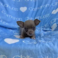 Honor Lavender Tricolor Short Ct, a male Chihuahua for sale in Spiro, OK – 3 of 10