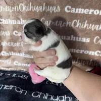 Bliss Blue Long Coat AKC ACA, a female Chihuahua for sale in Spiro, OK – 6 of 10