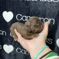 Tiny Queen LC, a female Chihuahua for sale in Spiro, OK – 8 of 8