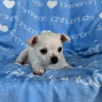 Polar SC White, a male Chihuahua for sale in Spiro, OK – 9 of 10