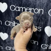 Tofu Lavender LC, a male Chihuahua for sale in Spiro, OK – 6 of 10