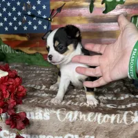 Jethro Short Coat, a male Chihuahua for sale in Spiro, OK – 4 of 10