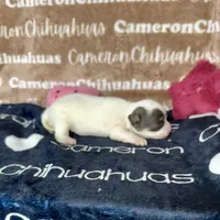 Brie Blue Long coat , a female Chihuahua for sale in Spiro, OK – 4 of 10