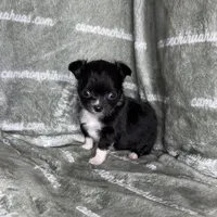 Flower Micro Long Coat, a female Chihuahua for sale in Spiro, OK – 3 of 3
