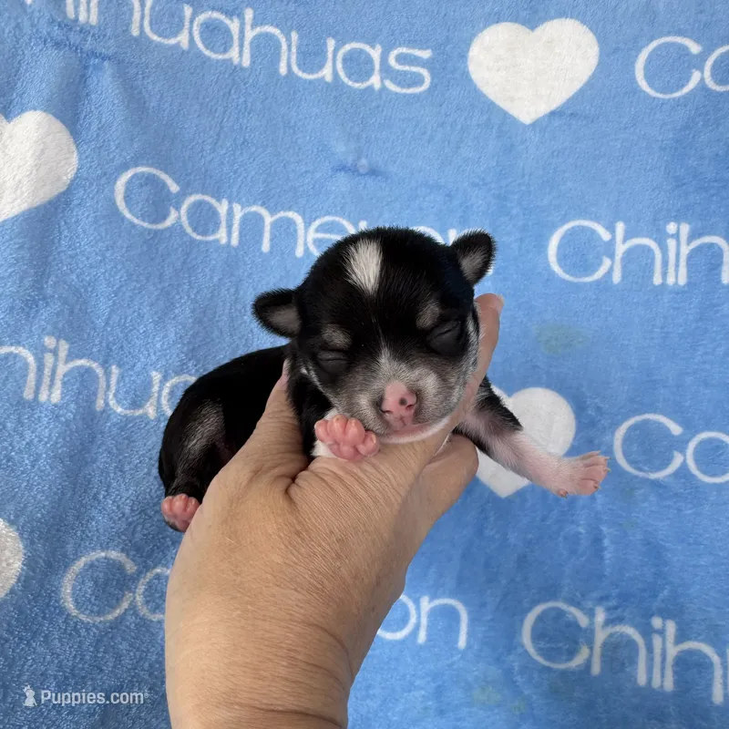 Tip Black Tri SC – Chihuahua puppy for sale in Spiro, OK
