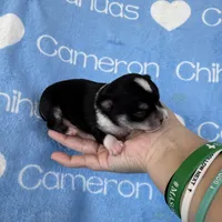 Tip Black Tri SC, a male Chihuahua for sale in Spiro, OK – 2 of 10