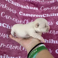 Chloe SC, a female Chihuahua for sale in Spiro, OK – 3 of 10