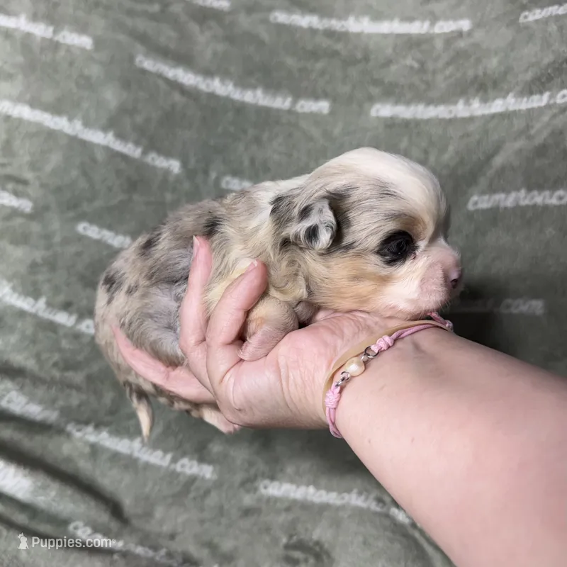 Drysdale Long Coat Merle – Chihuahua puppy for sale in Spiro, OK