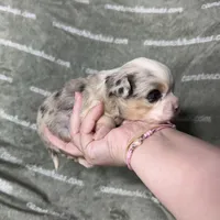 Drysdale Long Coat Merle, a male Chihuahua for sale in Spiro, OK – 1 of 9