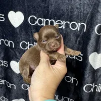 Tiny Queen LC, a female Chihuahua for sale in Spiro, OK – 5 of 8