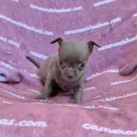 Liberty Tiny Lavender Short Coat, a female Chihuahua for sale in Spiro, OK – 4 of 10