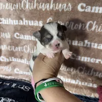 Bliss Blue Long Coat AKC ACA, a female Chihuahua for sale in Spiro, OK – 2 of 10