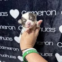 Bliss Blue Long Coat AKC ACA, a female Chihuahua for sale in Spiro, OK – 10 of 10
