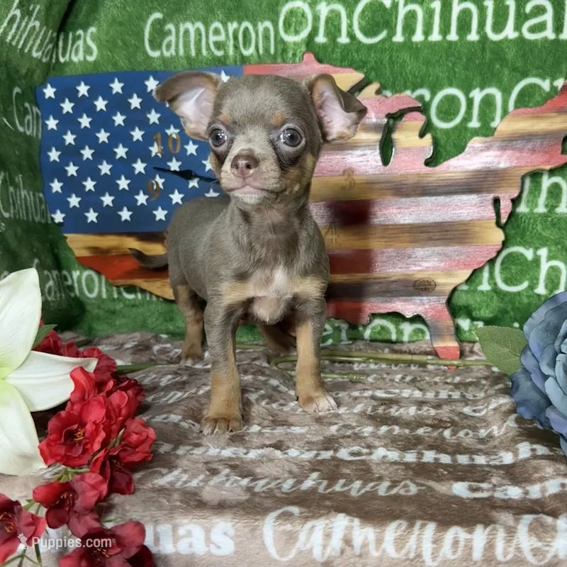 Honor Lavender Tricolor Short Ct – Chihuahua puppy for sale in Spiro, OK
