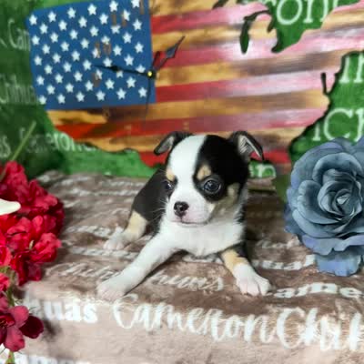Jethro Short Coat, a male Chihuahua for sale in Spiro, OK – 9 of 10
