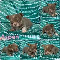 Aspen Long Coat Lavender , a female Chihuahua for sale in Spiro, OK – 8 of 9