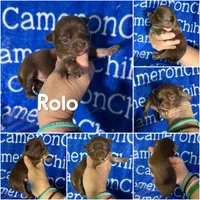 Rolo Long Coat, a male Chihuahua for sale in Spiro, OK – 7 of 10