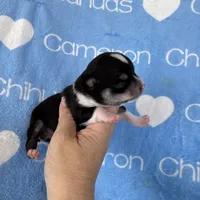 Tip Black Tri SC, a male Chihuahua for sale in Spiro, OK – 9 of 10