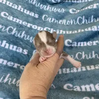 Thumper Micro Long Coat Lavender , a male Chihuahua for sale in Spiro, OK – 3 of 6