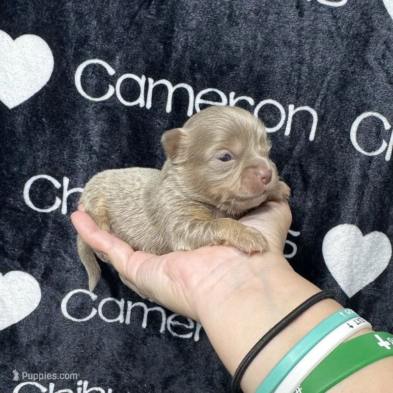 Tofu Lavender LC – Chihuahua puppy for sale in Spiro, OK