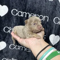 Tofu Lavender LC, a male Chihuahua for sale in Spiro, OK – 1 of 10