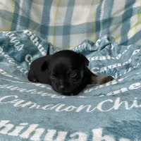 Dublin SC, a male Chihuahua for sale in Spiro, OK – Photo 3 of 6