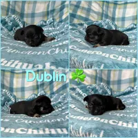 Dublin SC, a male Chihuahua for sale in Spiro, OK – Photo 6 of 6