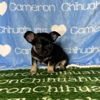 Dublin SC, a male Chihuahua for sale in Spiro, OK – Photo 2 of 10