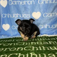 Dublin SC, a male Chihuahua for sale in Spiro, OK – Photo 3 of 10