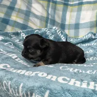 Dublin SC, a male Chihuahua for sale in Spiro, OK – Photo 10 of 10