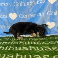 Dublin SC, a male Chihuahua for sale in Spiro, OK – Photo 4 of 10