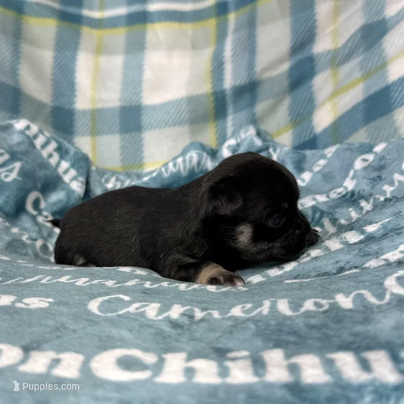 Dublin SC, a male Chihuahua for sale in Spiro, OK – Photo 1 of 6