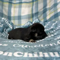 Dublin SC, a male Chihuahua for sale in Spiro, OK – Photo 1 of 6